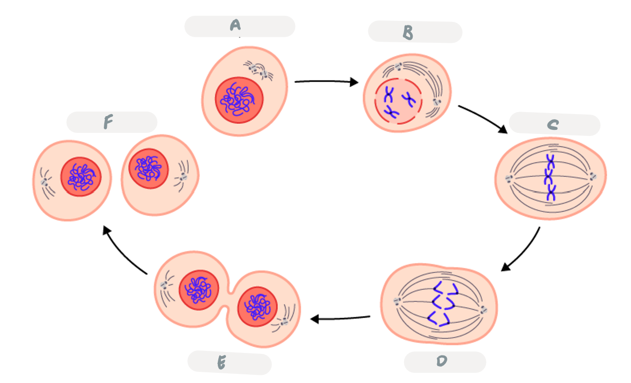 <p>Label each phase and describe each phase of the cell cycle</p>