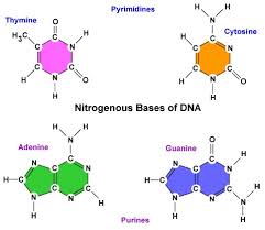 <p>The four nitrogenous bases in DNA are <strong>adenine</strong>, <strong>thymine</strong>, <strong>cytosine </strong>and <strong>guanine</strong>. These bases are critical for <strong>encoding </strong>genetic information.</p>