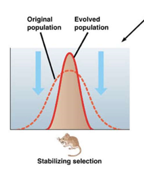 <p>favors individuals with intermediate phenotypes (favors average value)</p>