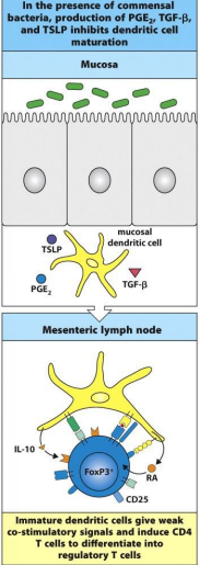 <ul><li><p>dendritic cells present in the mucosa underlying the epithelium and can acquire antigens or commensal organism </p></li><li><p>take antigens to the draining lymph node- present them to naive CD 4 T cells </p></li><li><p>constitutive production by epithelia cells and mesenchymal cells: </p><ul><li><p>TGF beta, TSLP, PGE2</p><ul><li><p>maintain the local dendritic cells in quiescent state w/ low levels of co-stimulatory molecules</p><ul><li><p>when present antigen to naive CD 4 t cells, reg T cells generated </p></li></ul></li></ul></li></ul></li></ul><p></p>