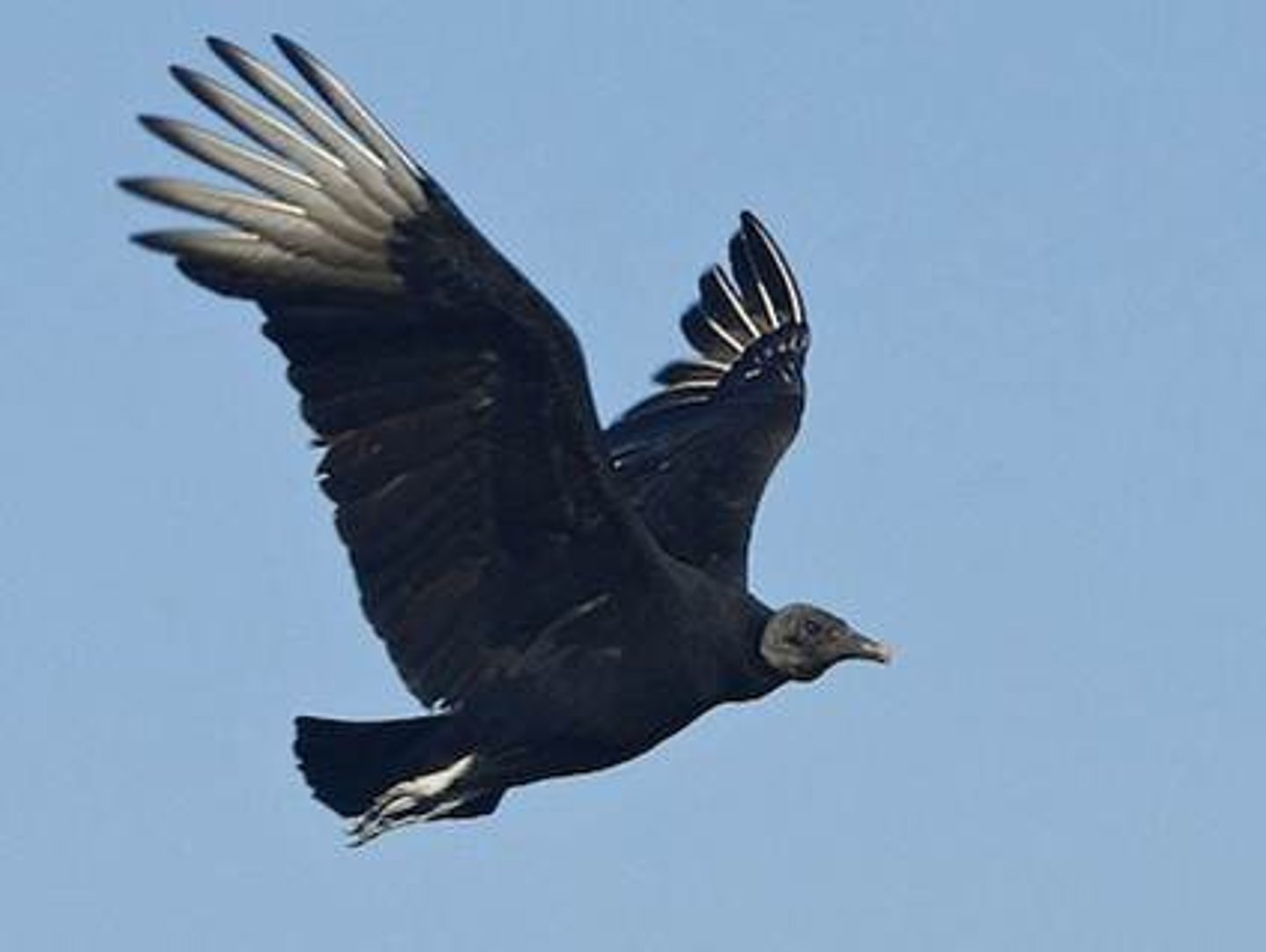 <p>Accipitriformes</p>
