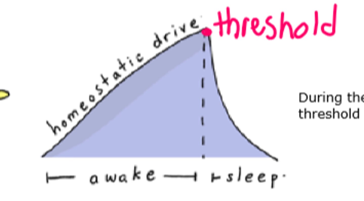 <p>Define the Homeostatic Sleep Drive</p>