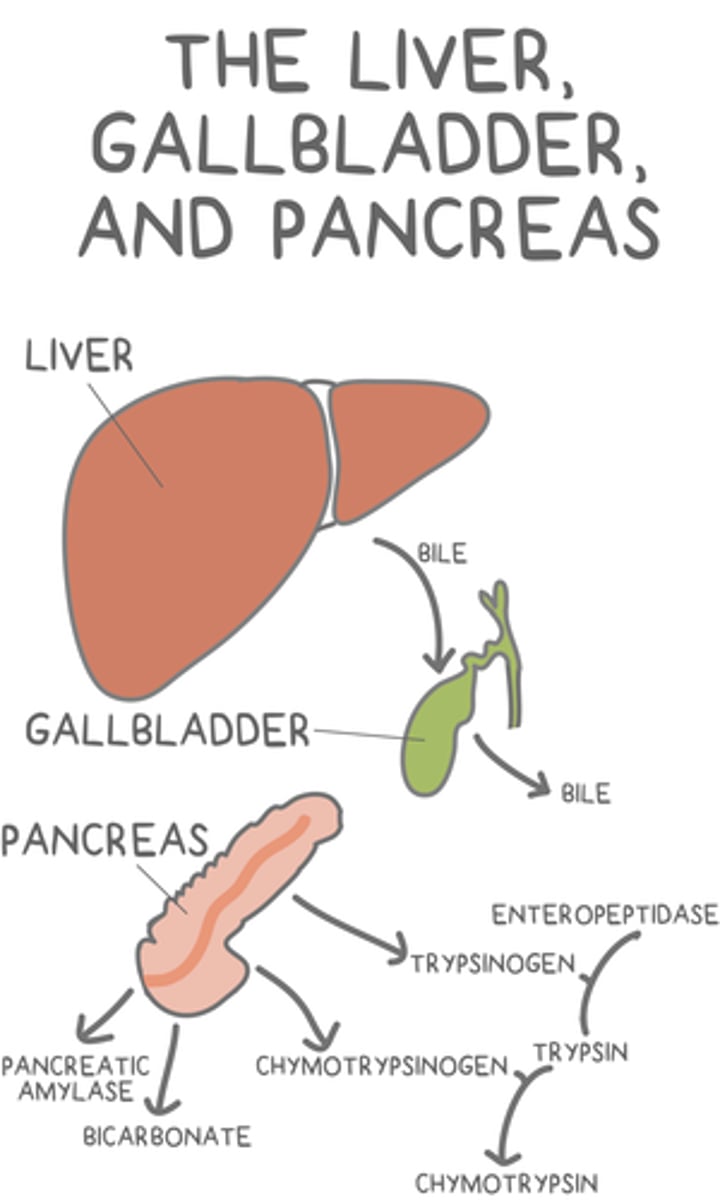 <p>bicarbonate, pancreatic amylase, pancreatic lipase, trypsinogen, and chymotrypsinogen</p>
