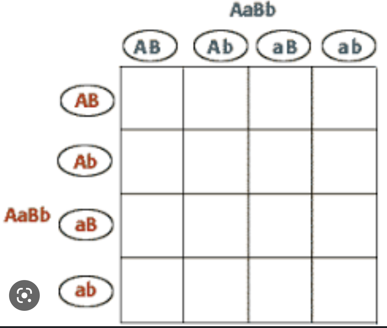 <p>complete this 4x4 punnet square and predict the phenotype and genotype probability</p>