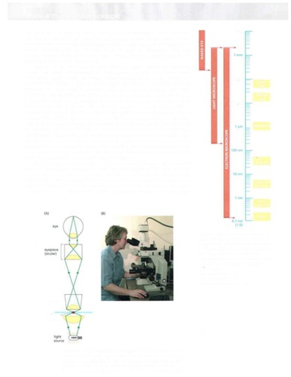 <p>Instrument for viewing small objects using light.</p>