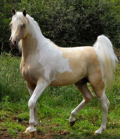 <ul><li><p>Shares the same color requirements as a Paint</p></li><li><p>Very inclusive breed</p></li><li><p>Exceptions: Appaloosas or Draft Horses</p></li><li><p>Golden rule: All Paint horses can be a Pinto, but not all Pinto horses can be a Paint</p></li></ul><p></p>