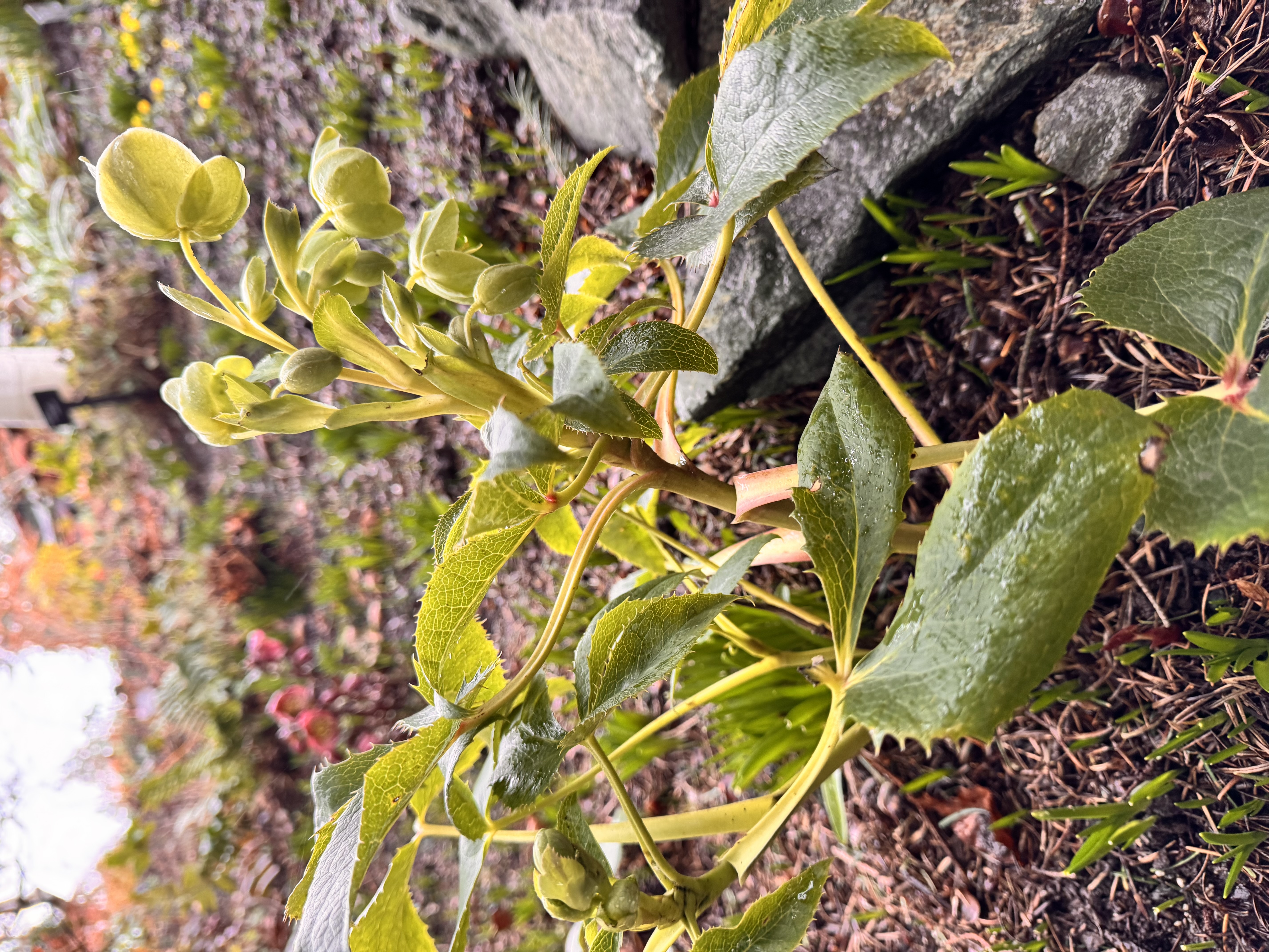<p><span>“Corsican hellebore”</span></p>
