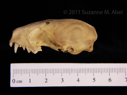 <p><u>Skull</u>: flat top, blunt rostrum, pointy canines</p>