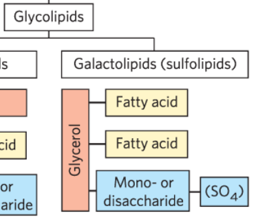 <p>Its backbone is glycerol; it contains 2 fatty acids, ester linked at C1, C2 1 mono/di-saccharide head group at C3 via glycosidic linkage</p>