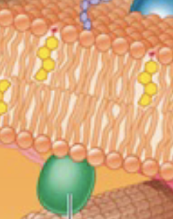 <p>What do Adhesion/Anchors do?</p>