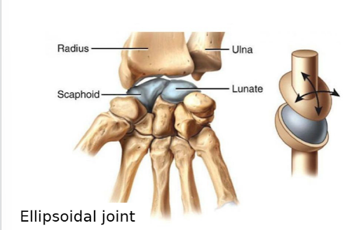 <p>ellipsoidal joint </p>