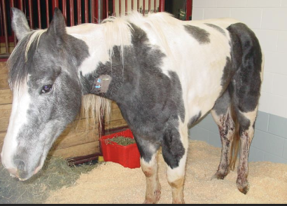 <p>type 3 HS response to bacterial or viral antigens with immune complexes deposited in blood vessel walls</p>