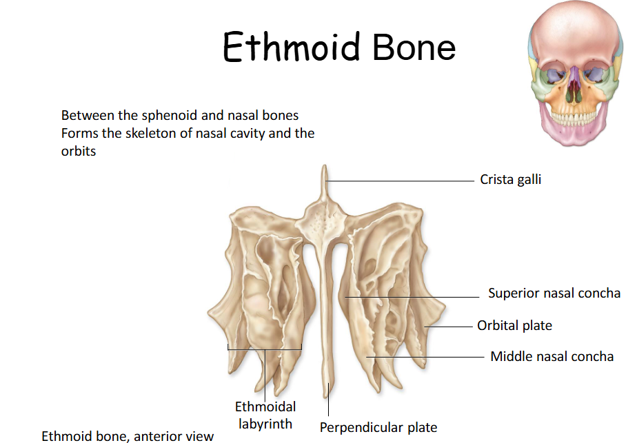 <p>Between the sphenoid and nasal bones. Forms part of the anterior cranial fossa, nasal septum, roof and lateral walls of nasal cavity, and medial wall of orbit. </p>