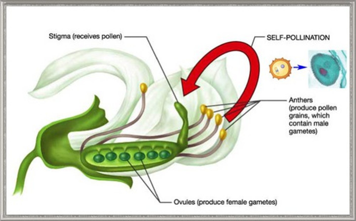 <p>When pollen from an anther fertilizes the eggs on the same flower.</p>