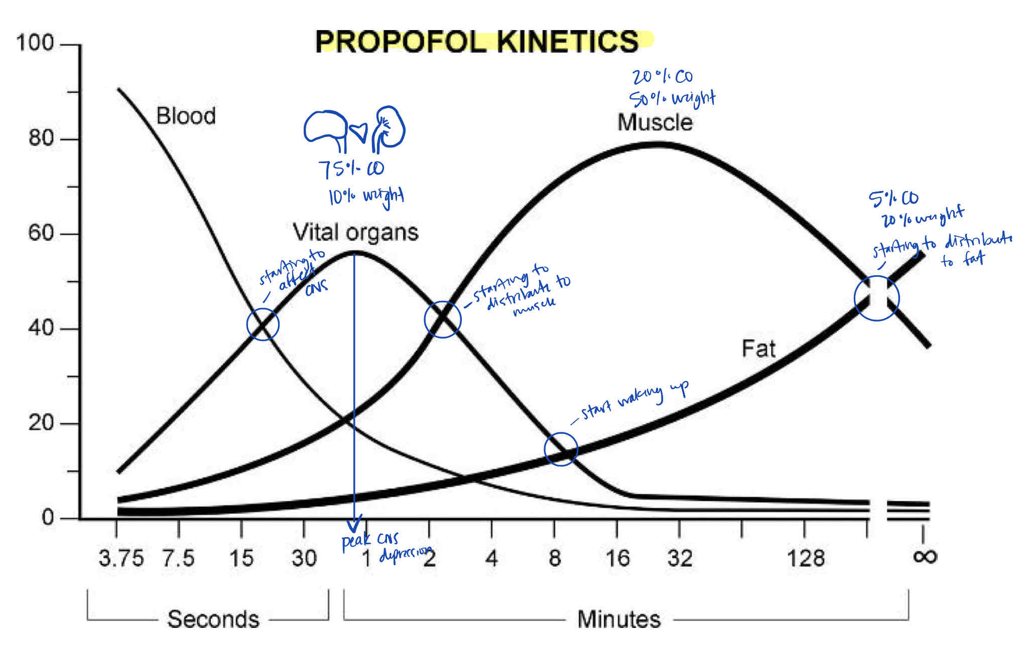 <p>Note the range of CNS effects, peak CNS effects, and especially where the Propofol begins to leave the vital organs group for the fat group. (AKA: why does the patient wake up around 8 mins after a Propofol Bolus?)</p>