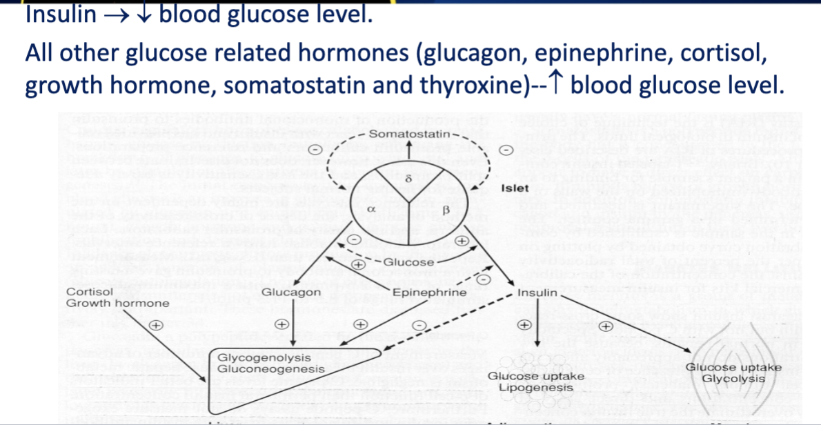 <p>Insulin</p>