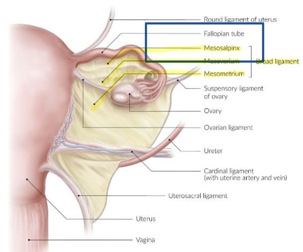 <ul><li><p><strong>double fold</strong> of peritoneum that <strong>drapes over uterus, fallopian tubes, and ovaries</strong></p></li><li><p><span style="color: red;"><strong>lateral side of uterus to sidewall </strong>of pelvis</span></p></li><li><p>3 portions:</p><ul><li><p><span style="color: yellow;">mesosalpinx</span></p></li><li><p><span style="color: yellow;">mesovarium</span></p></li><li><p><span style="color: yellow;">mesometrium</span></p></li></ul></li><li><p>“broad fold of peritoneum draped over the fallopian tubes, uterus, and ovaries; extends from sides of uterus to side walls of the pelvis; divided into 3 portions—mesosalpinx, mesovarium, and mesometrium”</p></li></ul><p></p>