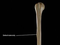 <p>what tuberosity is this? seen anteriorly</p>