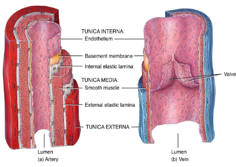 <p>Tunica intima, tunica media, and tunica externa.</p>