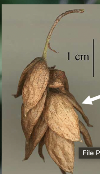 <p>little hops with nutlet inside</p>