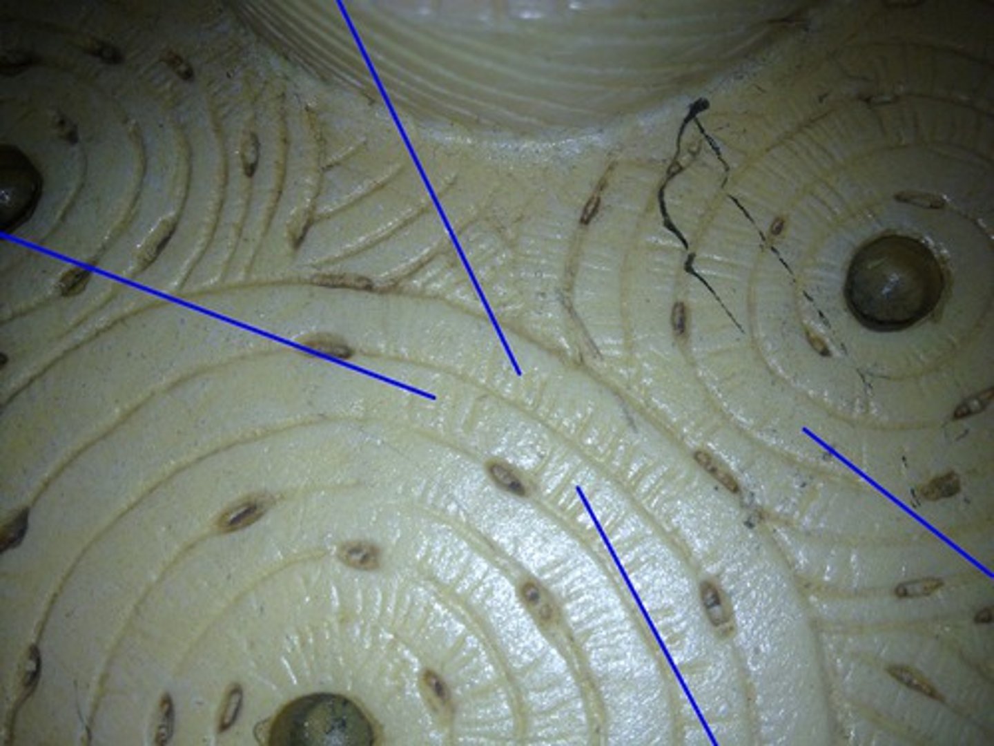<p>Identify the structure at the blue pointers that are microscopic canals from lacuna to lacuna</p>