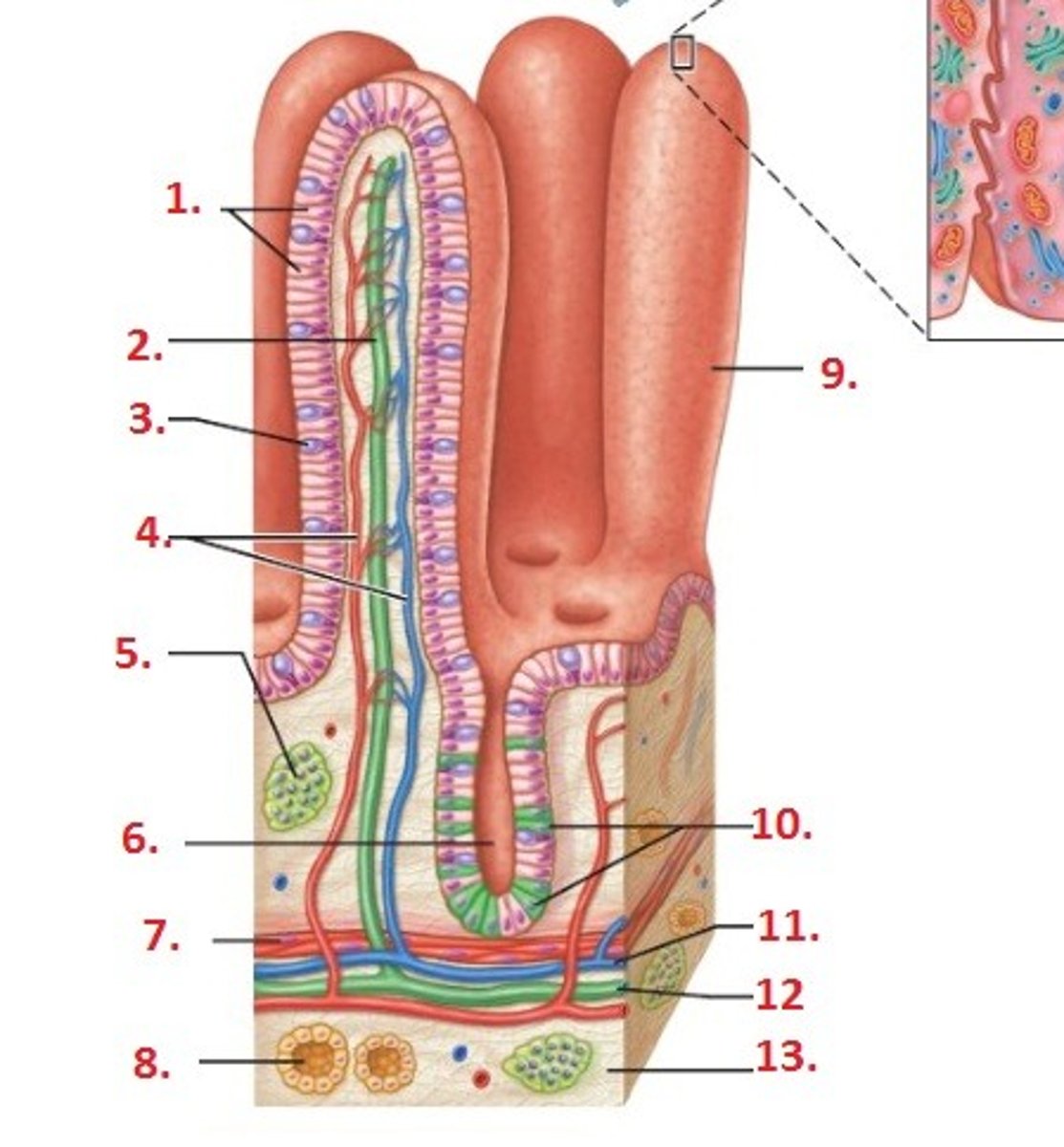 <p>Enterocytes; folate deficiency can lead to shorter vili height, thinning of GI tract, malabsorptive diarrhea, and glossitis</p>