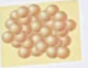 <p>Round or spherical bacteria that has an <strong>irregular shape or grape-like clusters</strong></p>