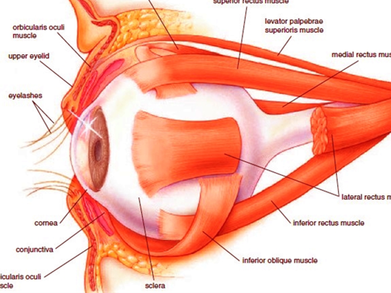 <p>orbicularis oculi m.</p><p><span>levator palpebrae superioris m.</span></p><p><span>SR</span></p><p><span>SO</span></p><p><span>MR</span></p><p>IR</p><p>IO</p>