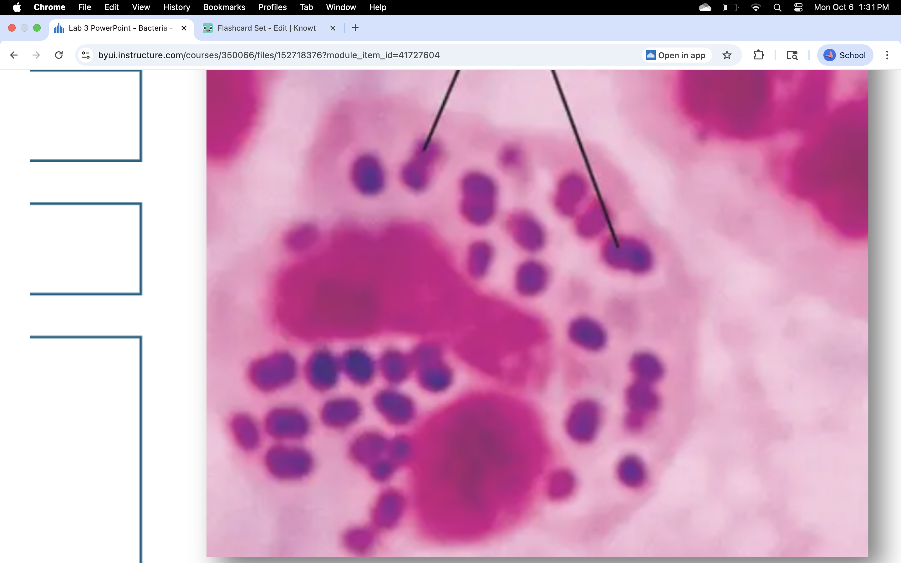 knowt flashcard image