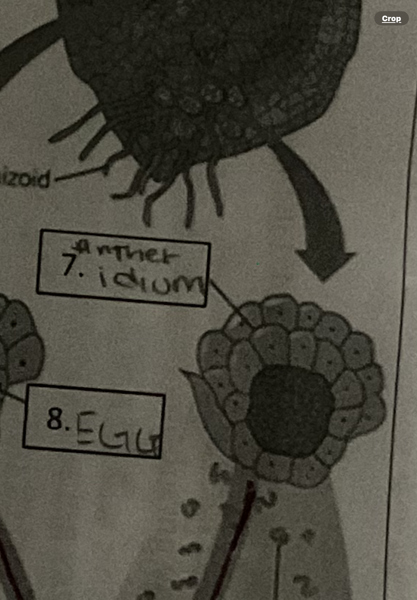 <p>Antheridium (in ferns)</p>