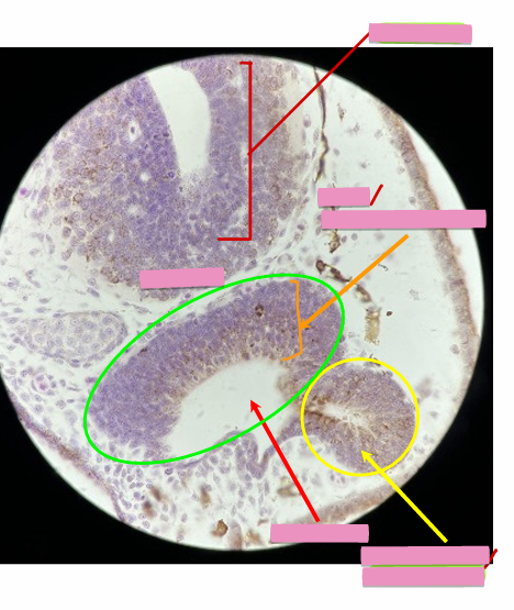 <p>what level<br>primary brain vesicle<br>parts</p>