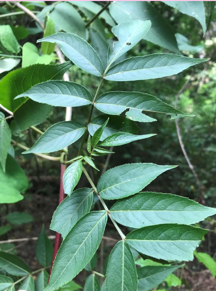<p>Sambucus canadensis </p>