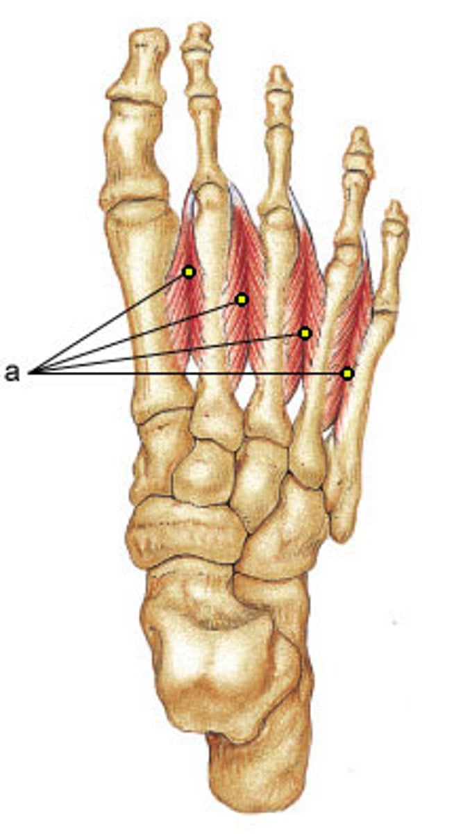 <p>Proximal phalanges of digits 2-4, extensor expansions to middle and distal phalanges of digits 2-4</p>
