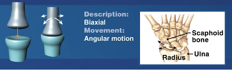 <p>Examples of which synovial joint?</p><ul><li><p>KNUCKLES</p></li><li><p>Metacarpophalangeal joints 2-5 </p></li><li><p>metatarsaophalangeal joints</p></li><li><p>Radiocarpal joint</p></li></ul>