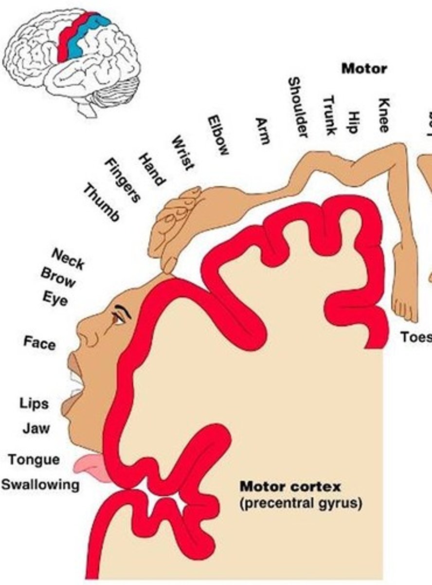 <p>selective motor control</p>