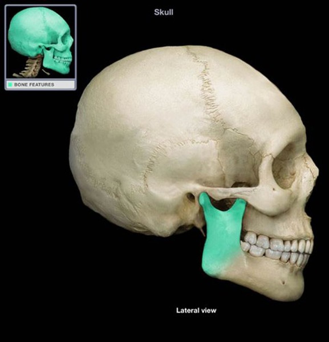 <p>An extension of a bone at an angle is referred to as a(n)...</p>