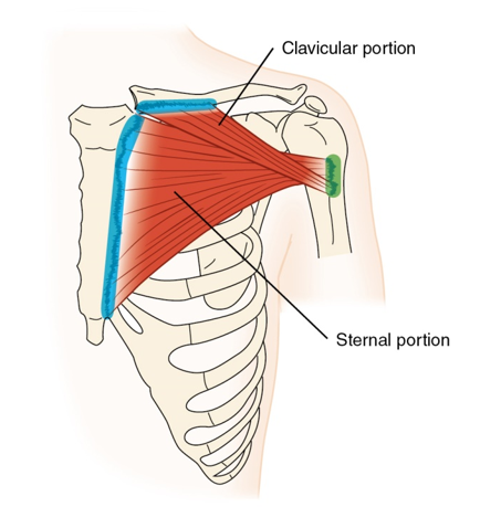 <p>pectoralis major (sternal portion) - Origin</p>