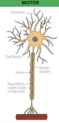 <ul><li><p>control muscle movements </p></li><li><p>When stimulated, release neurotransmitters that bind to the receptors on muscles to trigger a response, leading to movement </p></li><li><p>Found in CNS </p></li></ul><p></p>