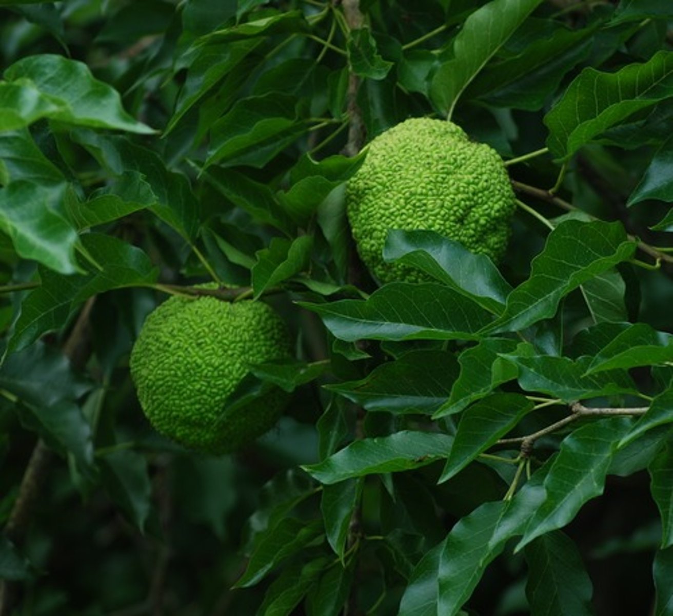 <p>Maclura pomifera <br>Moraceae</p>