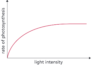 <p>Why does this graph of light intensity against the rate of photosynthesis level off?</p>