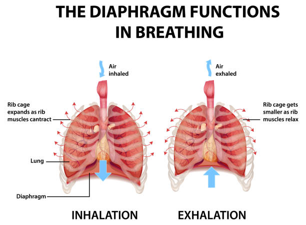 <p>diaphragm contracts, flattens and the lungs expand </p>
