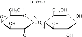 <p>glucose and galactose</p>
