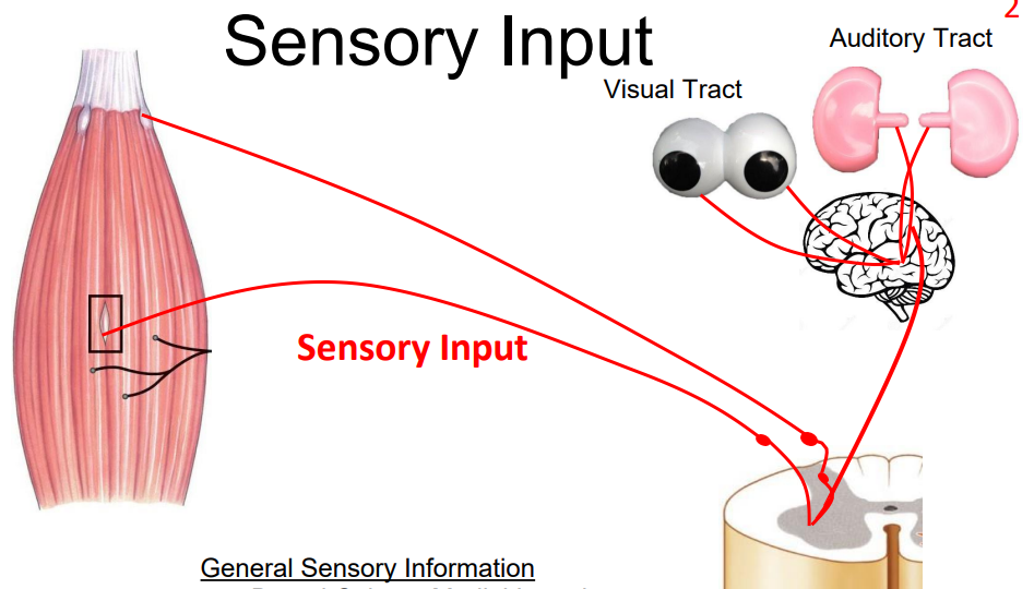 <p>- GENERAL SENSORY INFORMATION:</p><p>- e.g Dorsal Column Medial Lemniscus (DCML) Tract (carries discriminative touch), OR spinocerebellar tract (proprioception)</p>