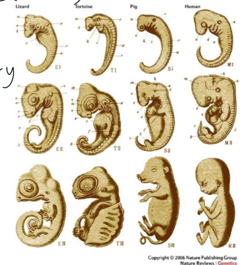 <p>conserved developmental genes (HOX) → common ancestors</p>