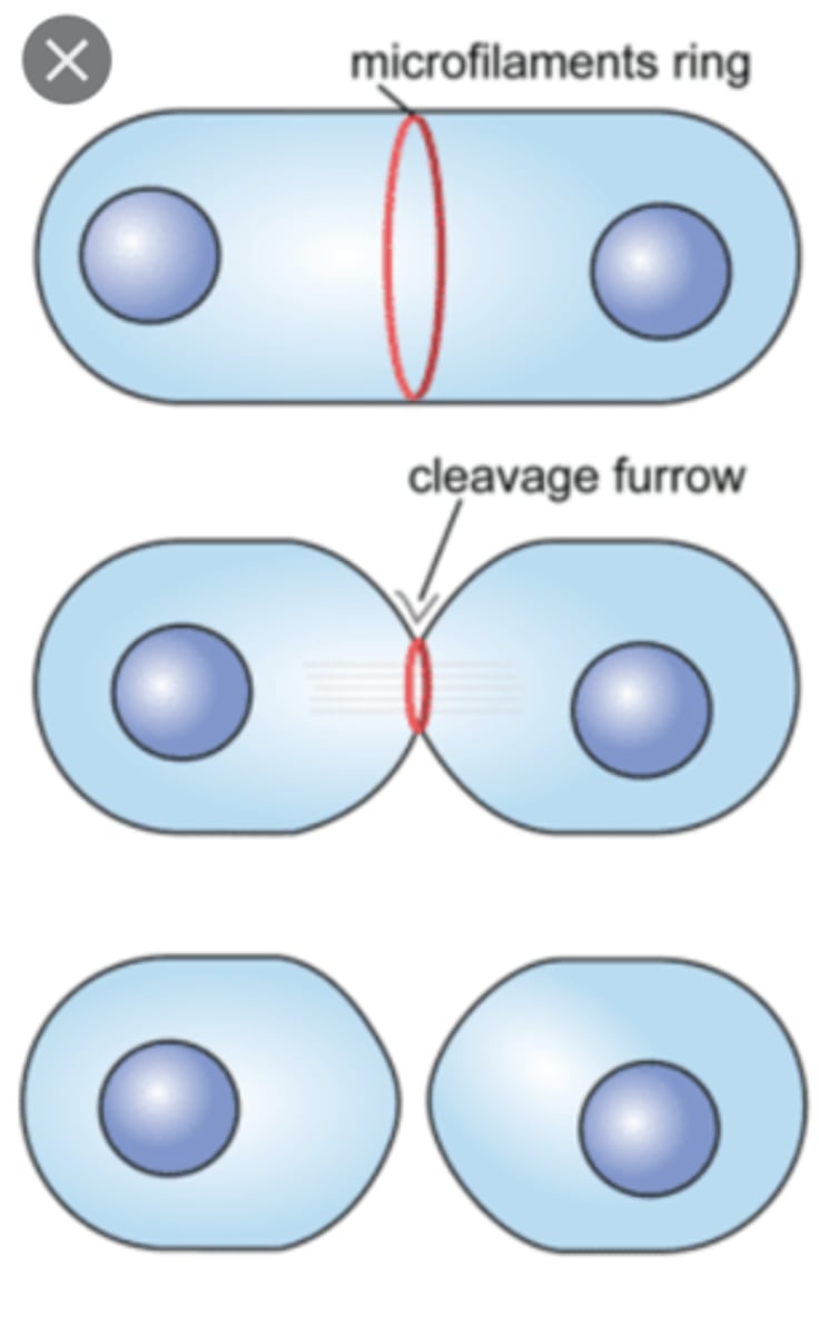 <p>1) contractile ring forms pushing equator of cell inwards forming cleavage furrow<br>2) it deepens as actin filaments in ring contract and eventually splits into two membranes</p>