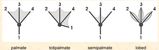 <ol start="2"><li><p>All 4 toes are webbed used for strong swimmers or divers. </p></li></ol><p></p>