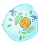 <ul><li><p>Chromatin condenses into chromosomes, and chromosomes become visible</p></li><li><p>Centrioles (in an animal cell) move to opposite ends of the cell</p></li><li><p>Protein fibers form across the cell</p></li><li><p>The nucleolus disappears</p></li><li><p>The nuclear membrane breaks down</p></li></ul><p></p>