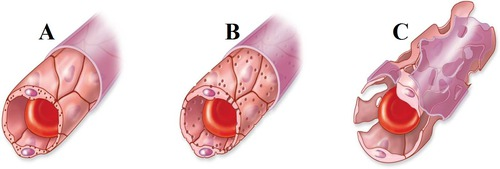<p>C</p>