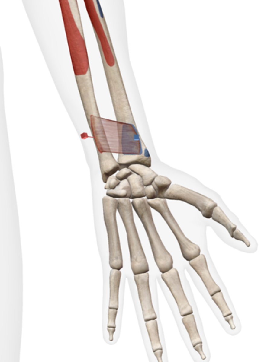 <p>distal anterior surface of ulna</p>