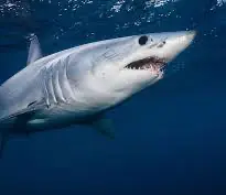 WHAT ORGANS DO THESE ORGANISMS USE FOR BUOYANCY? WHAT ORGANS DO FISH USE FOR BUOYANCY?